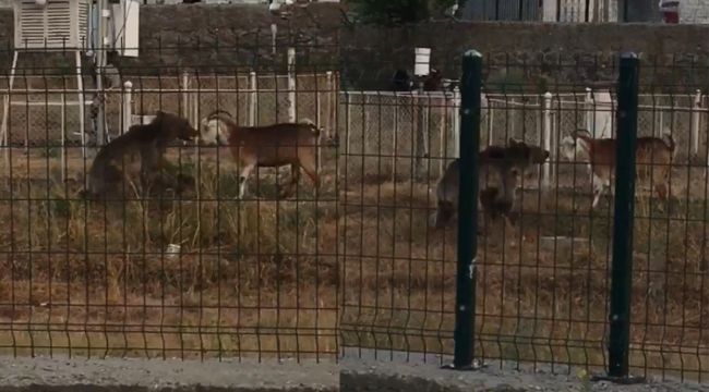 Sarıkamış'ta ayı keçilere saldırdı