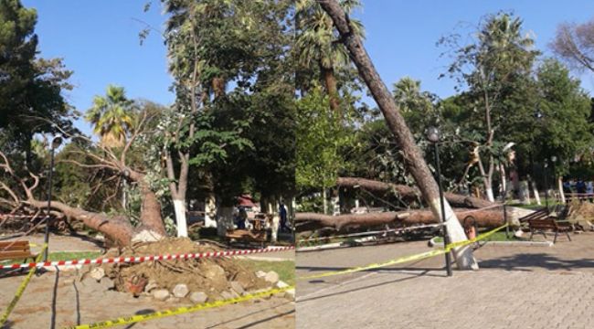 Ağaçları deviren  fırtınanın can almaması sevindirdi