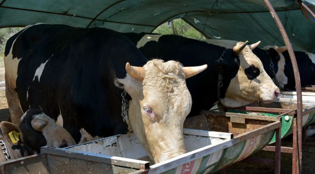 KURBAN KESİM ÜCRETLERİ BELİRLENDİ