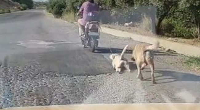 Mersin'de köpeğe eziyet