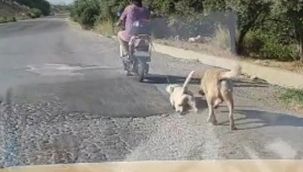 Mersin'de köpeğe eziyet