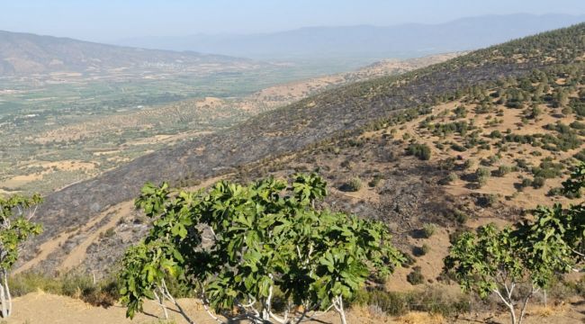 Nazilli'de korkutan orman yangını kontrol altına alındı