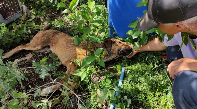 Sakat ve hasta köpekler zehirlendi