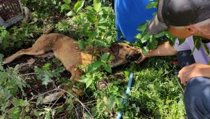 Sakat ve hasta köpekler zehirlendi