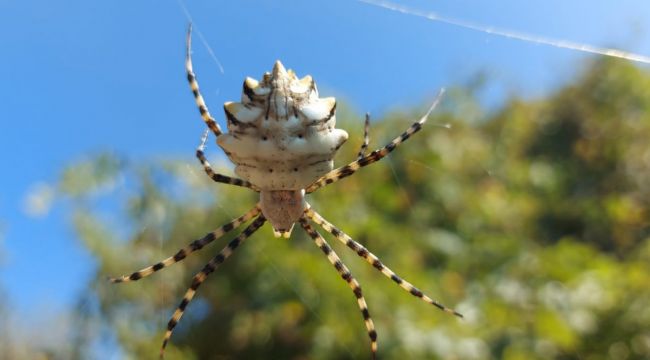 'Argiope lobata' örümceği görüldü