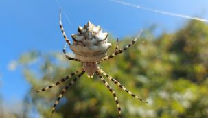 'Argiope lobata' örümceği görüldü