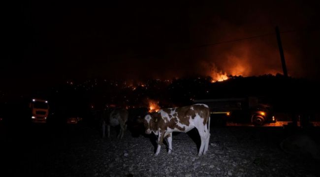 Hayvanlarını deniz kenarına getirerek kurtardılar