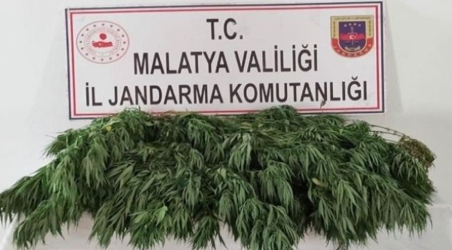 Malatya'da kaçak kenevir takibi