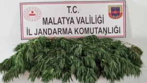 Malatya'da kaçak kenevir takibi