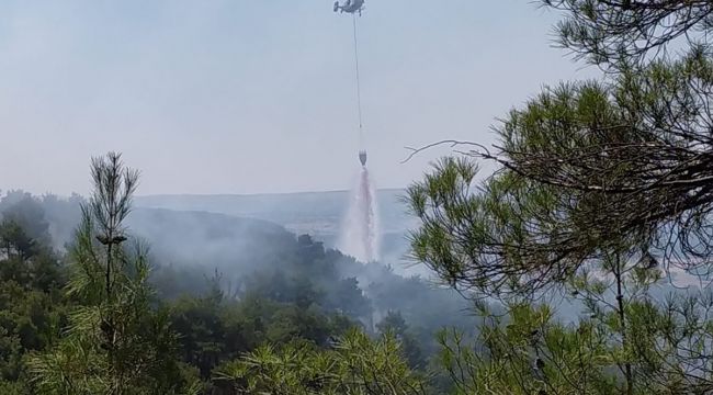 Uşak'ta orman yangını