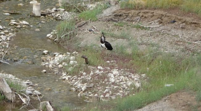 Biri bile nadir görülürken, ikisi bir arada görüntülendi