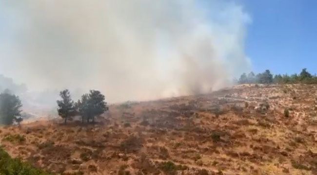 Bodrum'da orman yangını