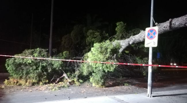 ÇAM AĞACI DEVRİLDİ, TRAMVAY SEFERLERİ DURDU