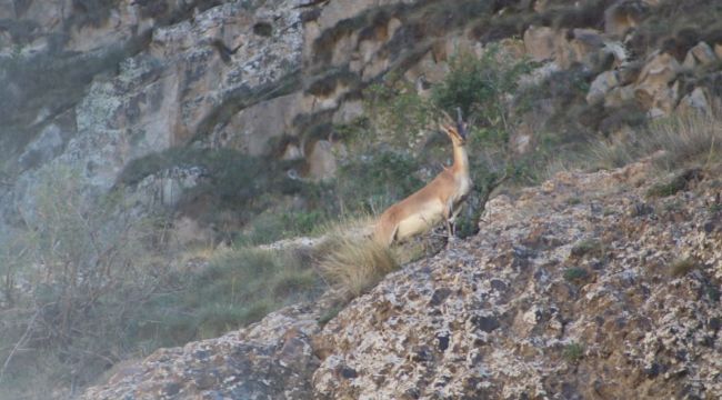 Erzurum'da yaban keçisi görüldü