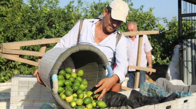 İlk limon hasadı başladı