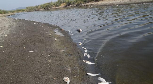 KIYIYA VURAN ÖLÜ BALIKLAR ENDİŞE SAÇTI