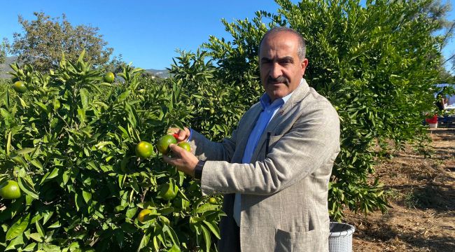 MANDALİNALAR  SAHİPLERİNE ULAŞMA YOLUNDA