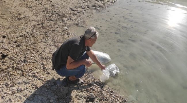 Mersin'deki su kaynaklarına, yavru sazanlar bırakıldı