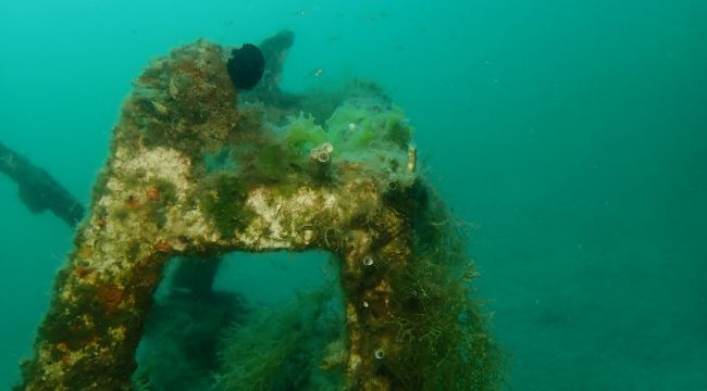 Mersin sahilleri müsilaj tehlikesi altında