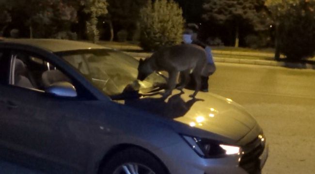 Narkotik ekipleri, aramada uyuşturucu madde ele geçirdi