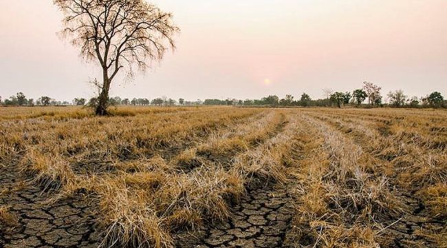 TARSİM'den üreticilere 214 milyon TL kuraklık ödemesi