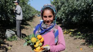 Adana'da mandalina hasadı sürüyor