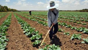 Gübre 1 yılda yüzde 200 zamlandı