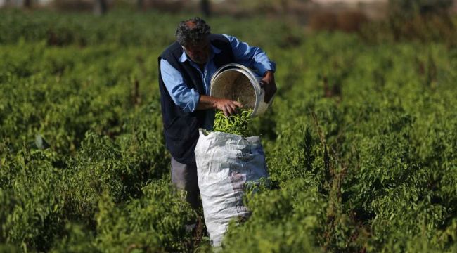 Kıl sivri biber Bursalı üreticinin yüzünü güldürdü