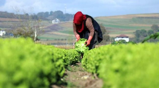 Tarlada 50 kuruş, markette 8 liraya satılıyor