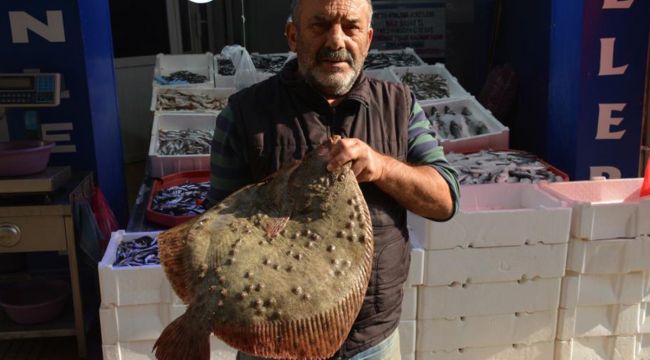 Kalkan balığı altınla yarışıyor