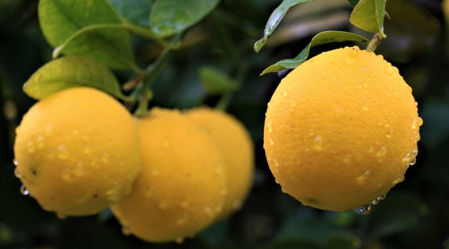 Kilosu 40 kuruşa düşen limon dalında sarardı