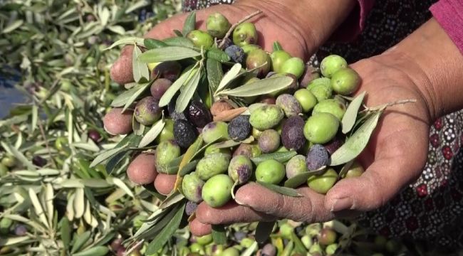 Okay: "Afrin'den gelen yağlar daha ucuz"