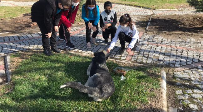 BERGAMA'DA SOKAK HAYVANLARI İÇİN AB PROJESİ