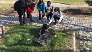 BERGAMA'DA SOKAK HAYVANLARI İÇİN AB PROJESİ