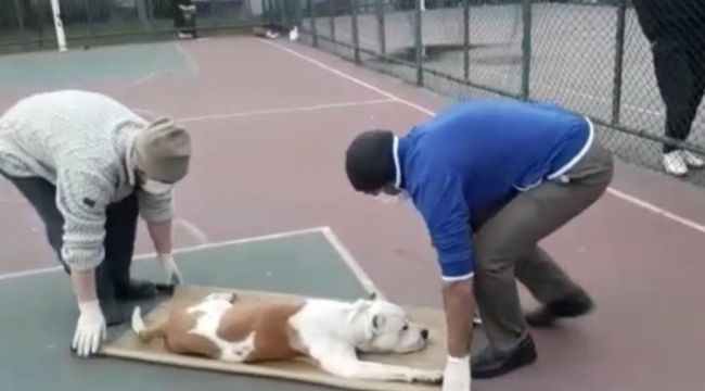 Sultangazi'de basketbol oynayan iki çocuğa pitbull cinsi köpek saldırdı