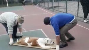 Sultangazi'de basketbol oynayan iki çocuğa pitbull cinsi köpek saldırdı