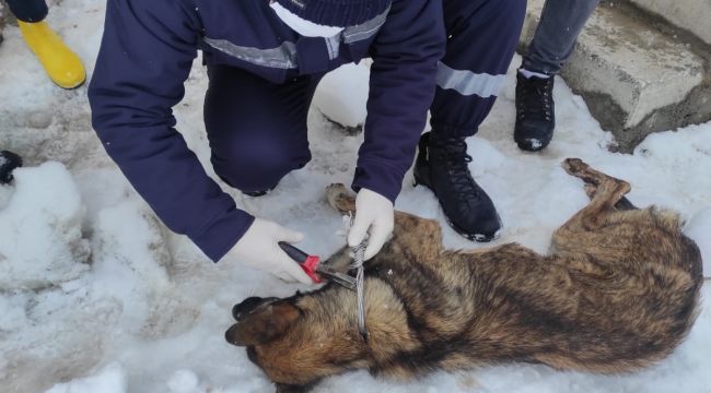 Elektrik telleriyle bağlanarak ölüme terk edilen köpekleri belediye ekipleri kurtardı