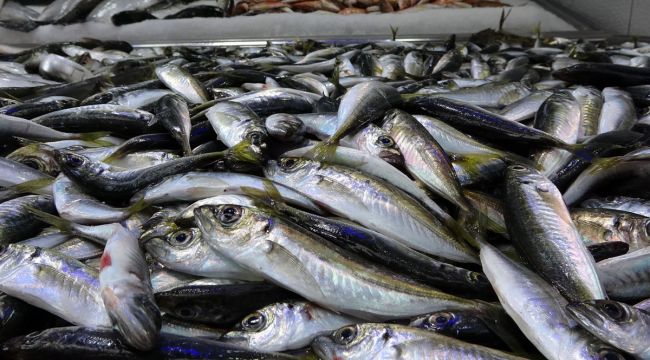 Hamsi tükendi, tezgâhlar istavrit ve mezgite kaldı