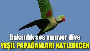 Bakanlık ses yapıyor diye yeşil papağanları katledecek