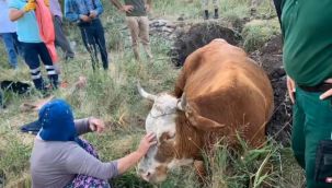 İnek su kuyusuna düştü