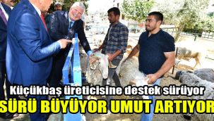 Küçükbaş üreticisine destek sürüyor: Sürü büyüyor umut artıyor