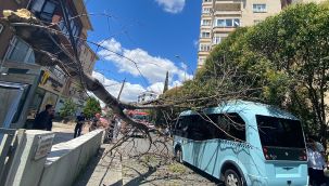 Pendik'te ağaç seyir halindeki minibüsün üzerine devrildi