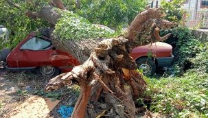 Çürüyen dut ağacı, park halindeki aracın üzerine devrildi