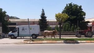 Kurban bayramını aratmayan görüntüler, boğa ortalığı birbirine kattı