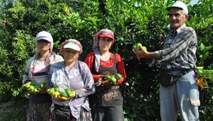 Lime cinsi limonda hasat başladı