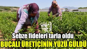 Sebze fideleri tarla oldu Bucalı üreticinin yüzü güldü