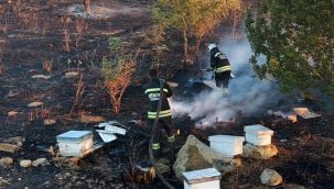 Tekirdağ'da binlerce arı diri diri yandı