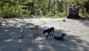 Ormanlık alana bırakılan köpekler açlıktan ölmek üzere