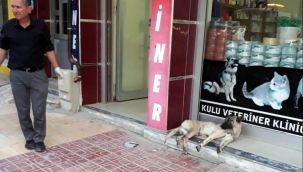 Otomobil sürücüsü çarptığı köpeği veterinere götürüp tedavi ettirdi