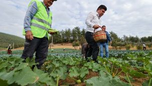 Bucalı çiftçiler kış sezonunun ilk hasadını yaptı